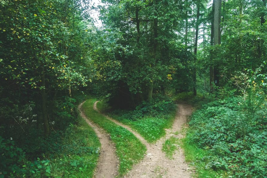 Art Decisions: A trail in the forest leading in two directions.